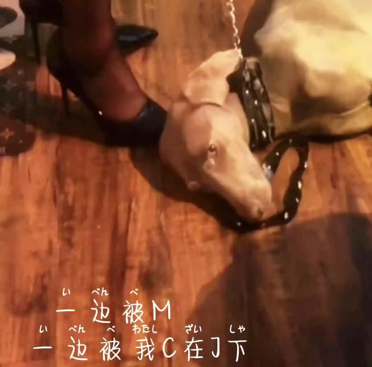 西檬之家k8猫系是什么意思?字母圈新人入圈 一
